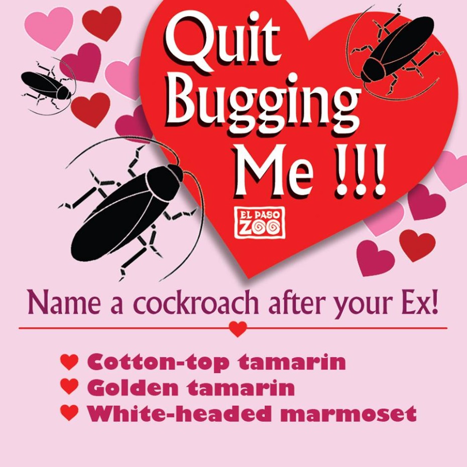 Quit Bugging Me! Poster for the El Paso Zoo event. On Valentine's Day, people can name a cockroach after their ex-partner and watch the cockroach get eaten by zoo animals.